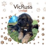 Russell Betts - @vicrussgerman - Instagram