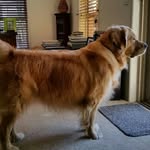 Russell Boyle - @dex747 - Instagram