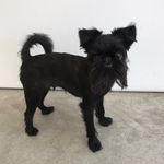 Russell Brewer - @russell_the_brussel - Instagram