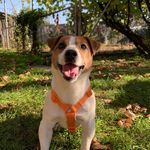 BUCKS🐶🌸 - @jack_russell_bucks_16 - Instagram