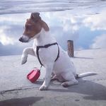Джек Рассел Терьер-Бадди 🐕 - @russell_buddy - Instagram