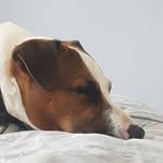 @buddy.the.jack.russell.02 - Instagram