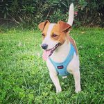 Buddy 🐶 🐾 - @jack_russell.buddy - Instagram