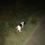 Buddy - @_buddy.russell_ - Instagram