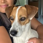 Buddy 🐶 Jack Russell Terrier - @jackrussell_.buddy - Instagram