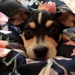 🤍buddy🤍 - @buddy.the.jack.russell.mix - Instagram
