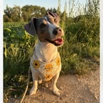 Buddy de Jack Russell 🐶 - @buddy_de_jackrussell - Instagram