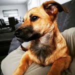 Buddy - @jack_buddy_russell - Instagram