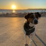 Buddy - @jack_russell_buddy - Instagram