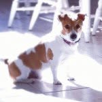 Buddy - @jackrussellbuddy - Instagram