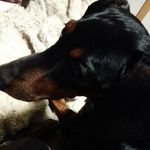 buddy russell - @russell.buddy - Instagram