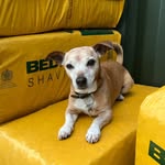 Buddy The Jack Russell - @jackrussell.buddy - Instagram