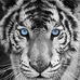 Russell Buddy - Facebook