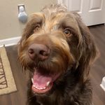 Russell Buddy Tolentino - @russellthebuddy - Instagram