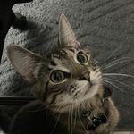 Russell the Cat - @russell.burchardt - Instagram