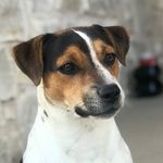 Busby Jack Russells - @busbyjackrussells - Instagram