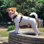 Billy Button The Jack Russell - @billy.button_jack.russell - Instagram