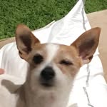 Button_Up! - @buttondajackrussell - Instagram
