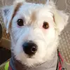 buttonjackrussell - @buttonjackrussell - TikTok
