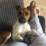 Buttons_thejackrussell - @buttons_thejackrussell - Instagram