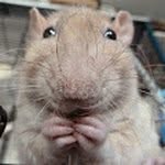 Russell Copeland - @ragdollcatman - Instagram