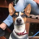 eddy_jack_russell - @eddy_jack_russell - Instagram