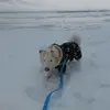 🐩🐶 - @russell.fair - TikTok