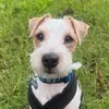 finntherussell 🐶 - @finntherussell - TikTok