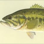 Russell Fish - Facebook