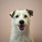 Folke - @jackrussellfolke - Instagram