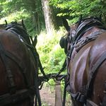 Carl Russell - @russell_forestry - Instagram
