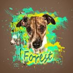 Forest🐶ᴊᴀᴄᴋʀᴜssᴇʟ ᴘɪɴsᴄʜᴇʀ ᴍɪx - @forest_thejackrussell - Instagram