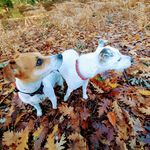 @jackrussells_in_thenewforest - Instagram