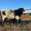 russellfreeman57 - @russell.freeman46 - TikTok