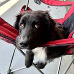 Russell - @goodestboyrussell - Instagram
