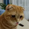 RUSSELL - @russell_grey - TikTok