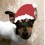 Pepe Grillo ♡ - @pepe_jack_russell_terrier - Instagram