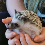 Juanita - @a_hedgehog_named_russell - Instagram