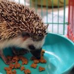 ~Russell~ - @russellthecutehedgehog - Instagram