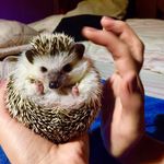 Russell The Hedgehog - @russell_the__hedgehog - Instagram