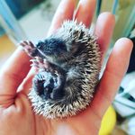 russell.the.hedgehog - @russell.the.hedgehog - Instagram