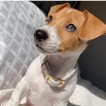 Hendrix The Jrt - @jack_russell_hendrix - Instagram
