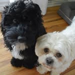 Russell & Hendrix - @shihtidoodle - Instagram