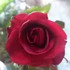 Russell Herrera - @russellherrera37 - TikTok