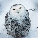 Russell Johnstone - @rjohnstone85 - Instagram