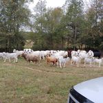 Ethan Russell Killen - @killenfarms - Instagram