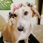 labellejackrussell - @labellerussell - Instagram