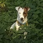 Jack Russell Terrier Argentina - @jackrussellterrier.argentina - Instagram