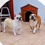 Márquez & Russell 🐾 - @bulldogs_marquez_russell - Instagram