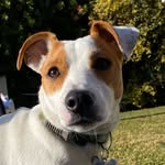 ¡MINGO! 🐕 - @mingo.jackrussell - Instagram